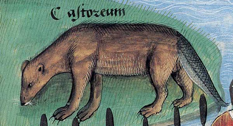 a medieval pen-and-ink drawing of a beaver with a fish for a tail